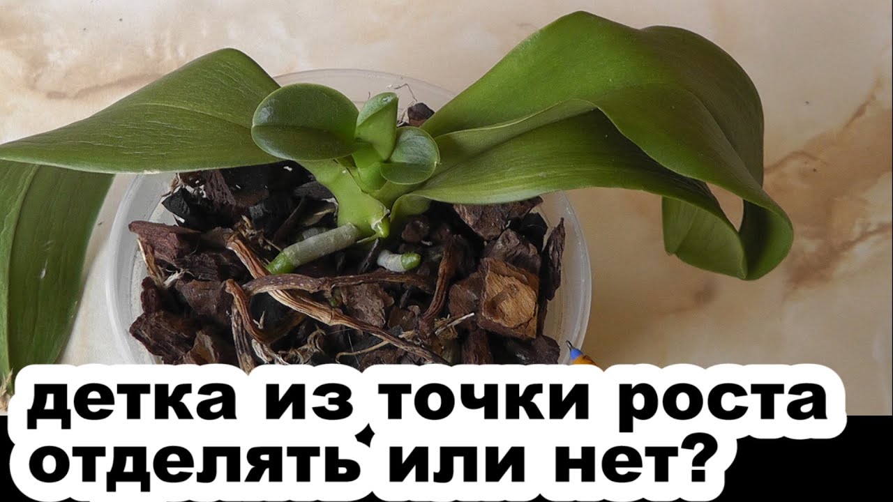 прикорневая детка отделять или нет Детка из точки роста у орхидеи фаленопсис