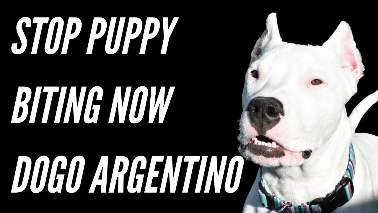 STOP DOGO ARGENTINO PUPPY BITING NOW