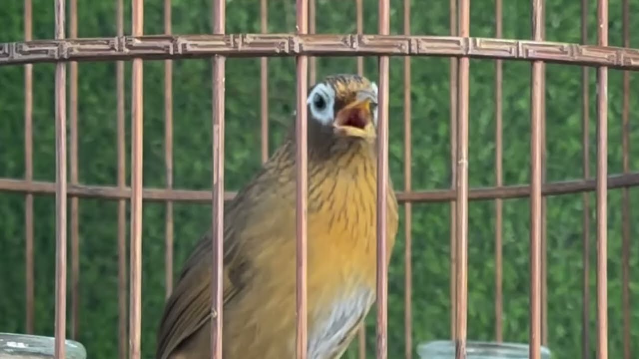 Hoạ mi hót hay nhiều giọng đảo giọng tốt/Luyện giọng chim hoạ mi, Vực hoạ mi yếu lửa cực hay🔥🔥