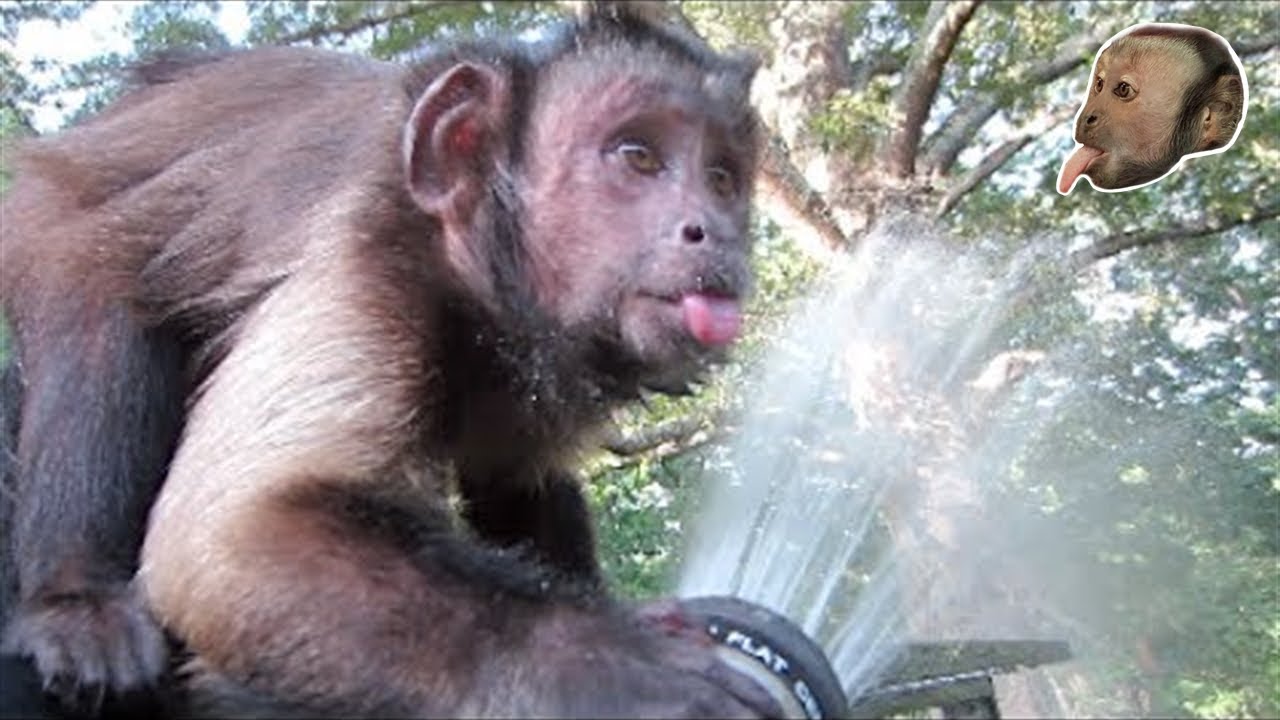 Monkey Water Hose Fun!