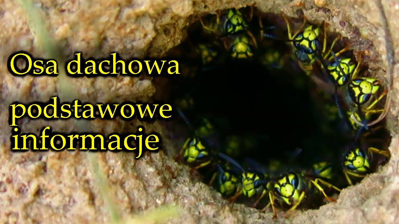 Osa dachowa jak rozpoznać i gdzie buduje gniazda?