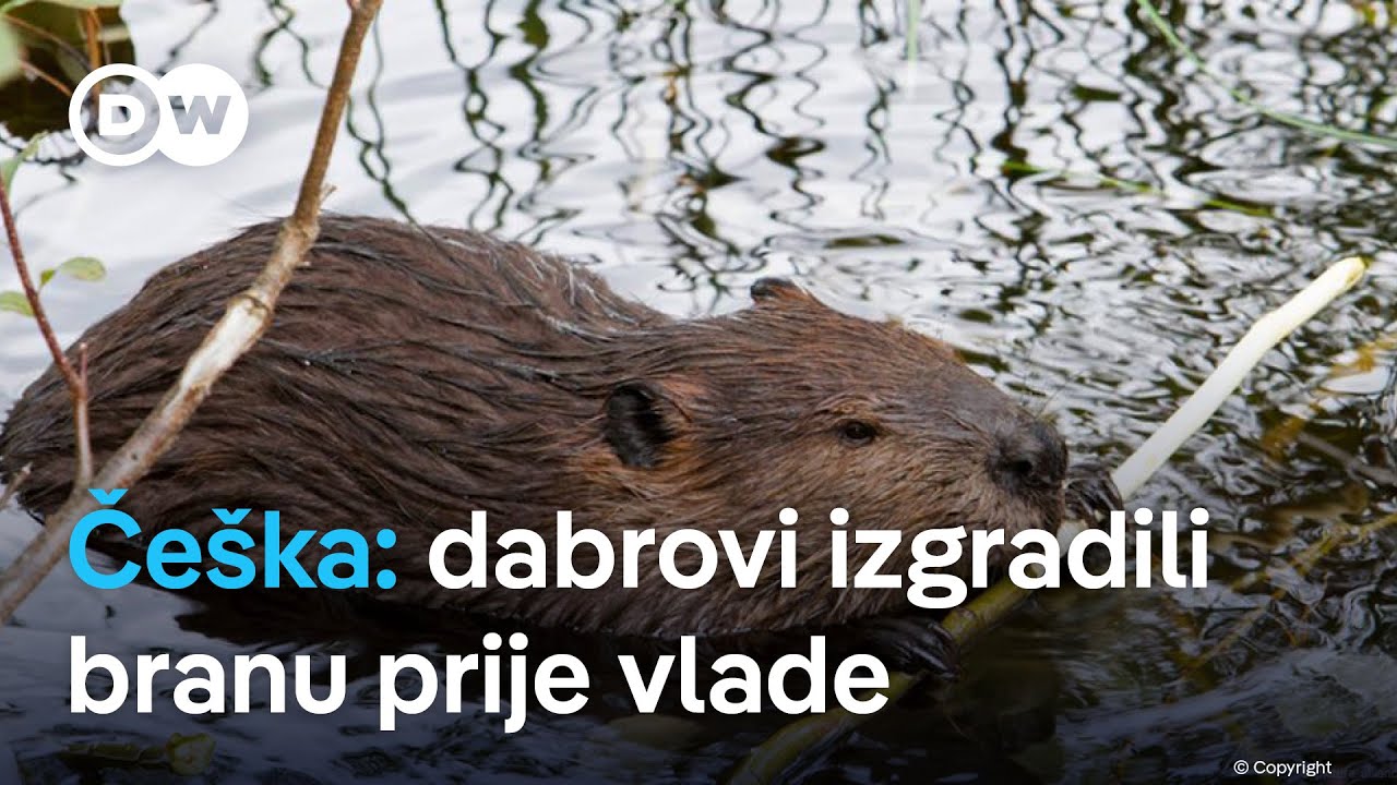 Dabrovi u Češkoj odradili posao vrijedan više od milijun eura