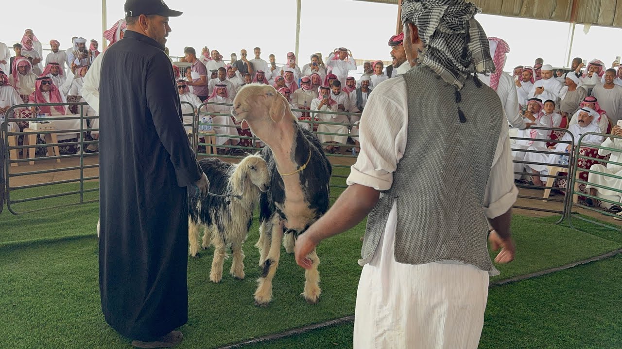 حراج علي نجد صنف الصنف 🔥👌🏻وصل المبلغ ٣٠ الف 🔥👍🏻🐏