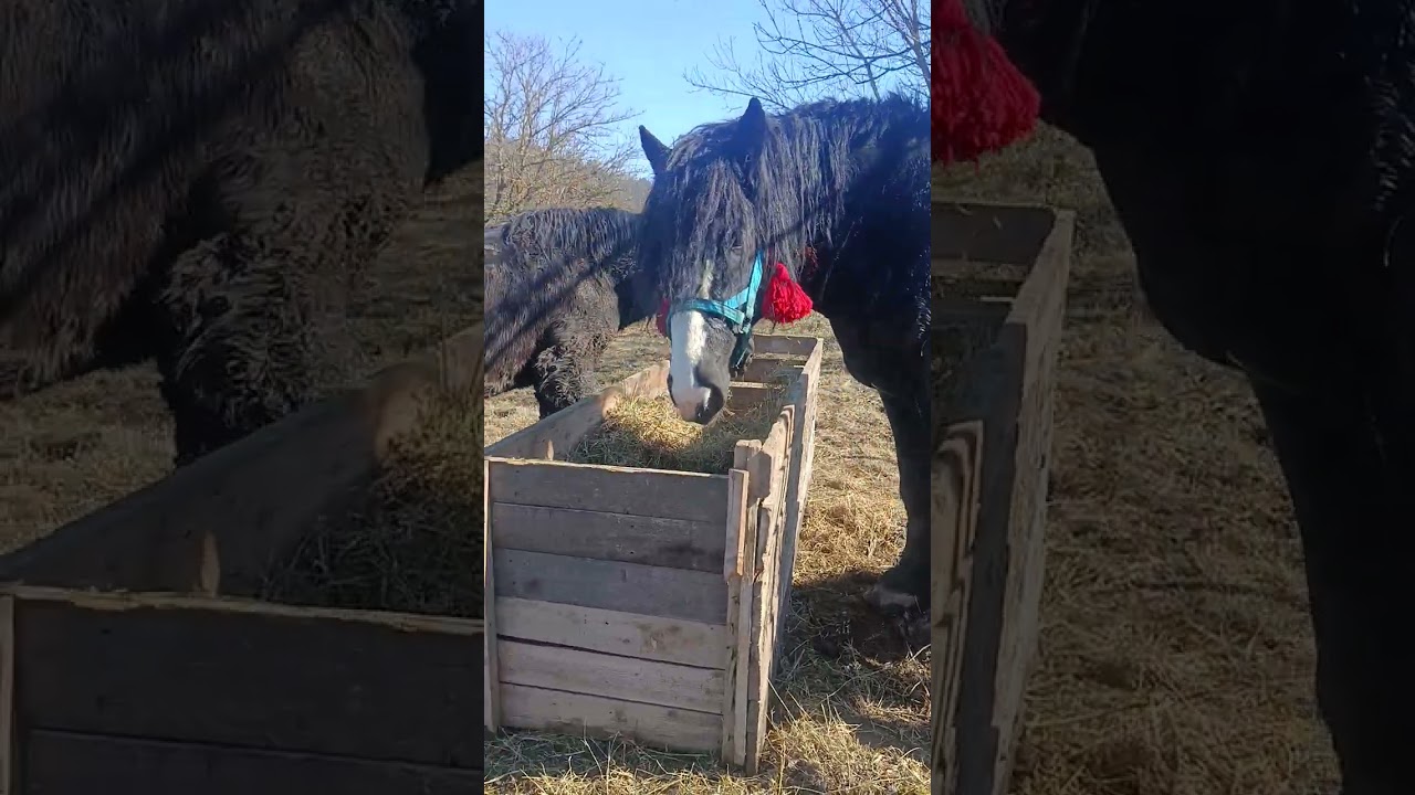 ☀️📸Каїр з Панамою у електро пастусі ☀️🌡️
