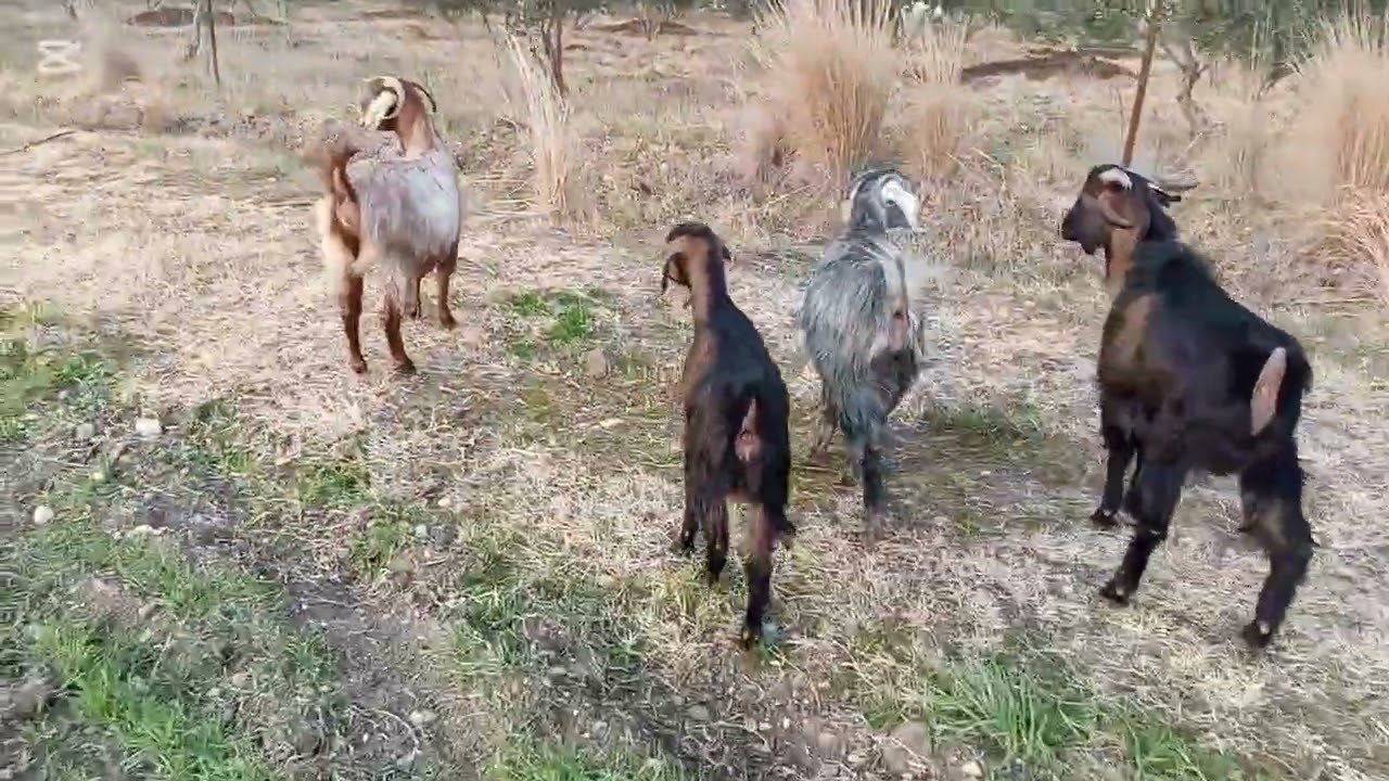 2️⃣ 15 Gün Tatil Başladı 🐐 Keçi Yayma Zamanı