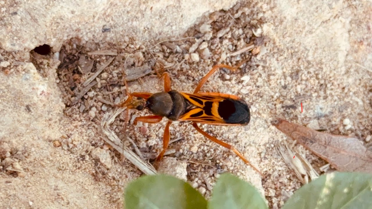  What Is This Red and Black Bug? Is It Dangerous? 🔥
