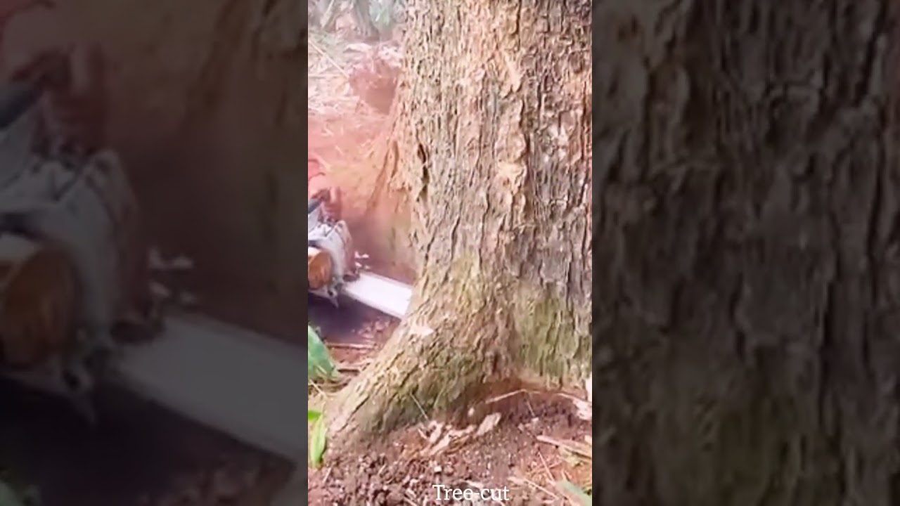 Dangerous Tree Cutting Gone Right 🪓 | Darakht Katne Ka Tarika 