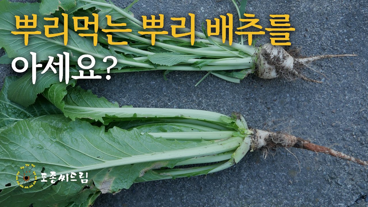 뿌리먹는 뿌리배추를 아세요?
