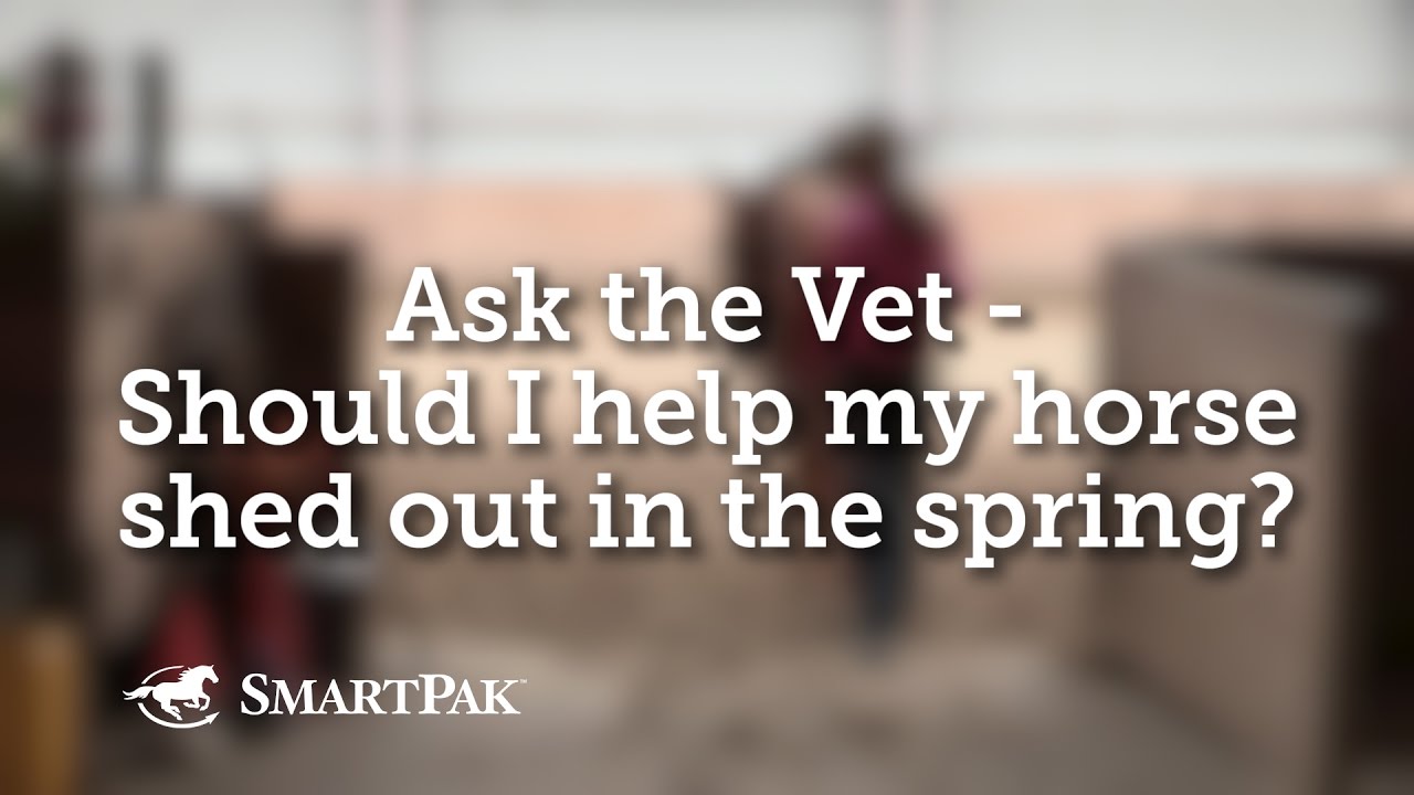Ask the Vet - Should I help my horse shed out in the spring?