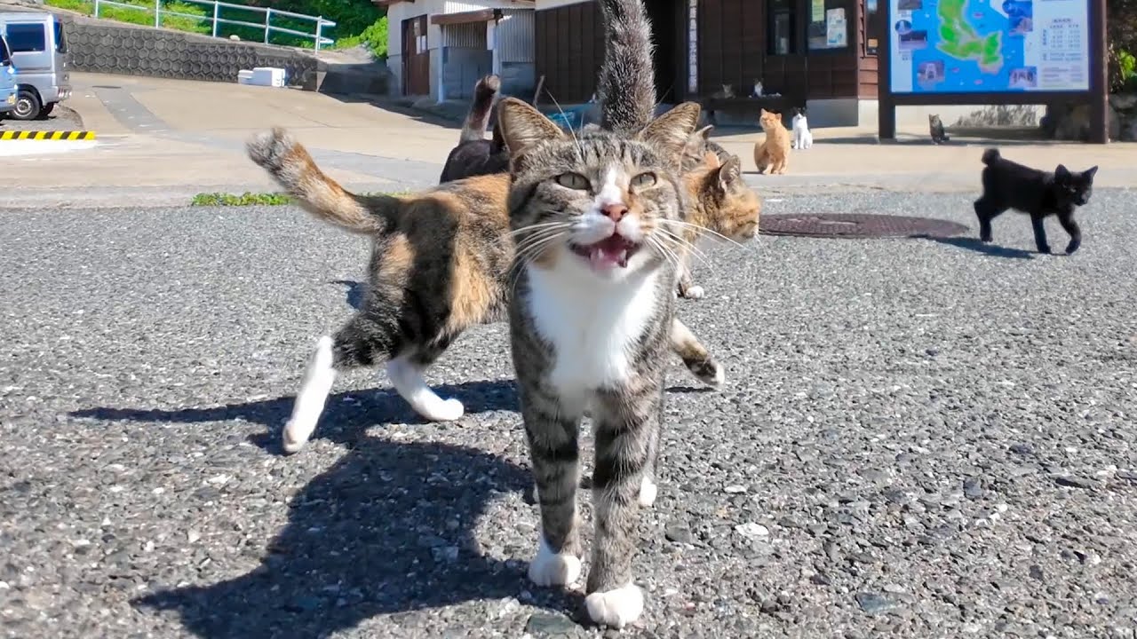 猫島に到着した瞬間、港の猫たちから熱烈なお出迎えを受けた🐾💖