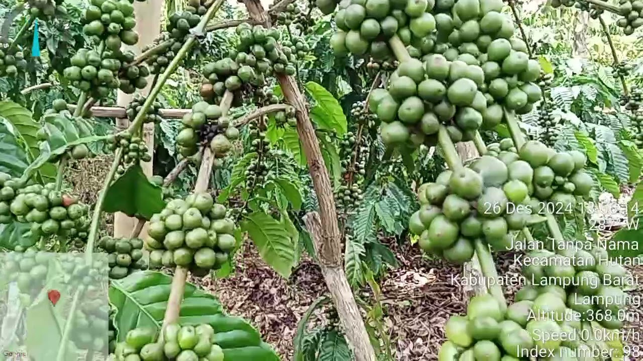 Klon Komari di Kbun Maz Agus buah nya Luar biasa setabil