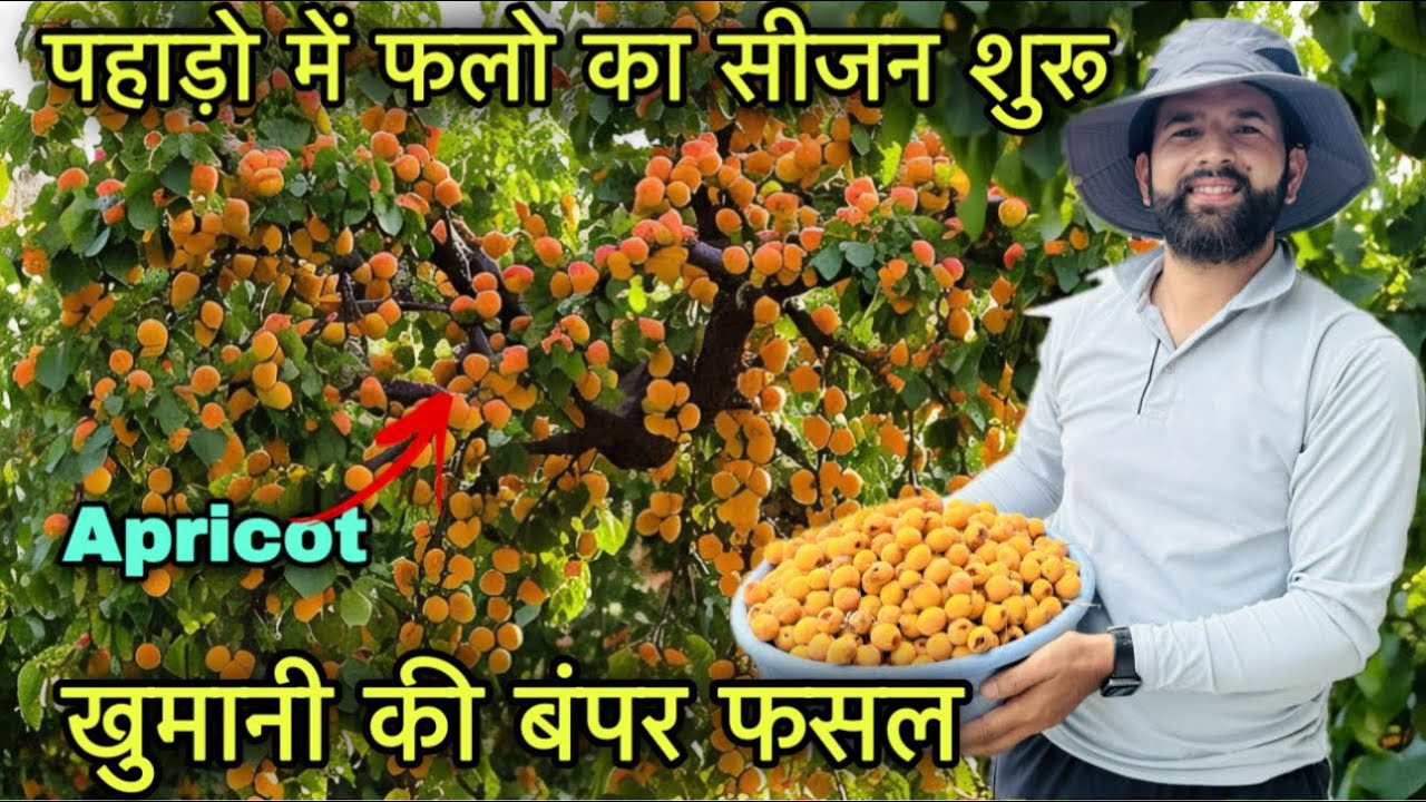 इन खुमानी से निकाला जाएगा फायदे मन्द तेल || Himachali apricot|| Pahadi lifestyle vlog|| Rahul bro