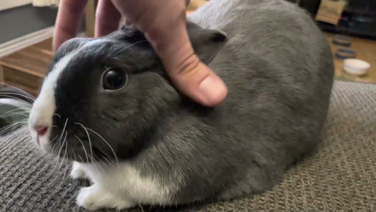 Bunny Massage