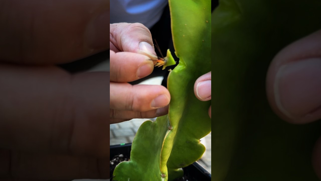 I made a Frankenstein dragon fruit plant&hellip;