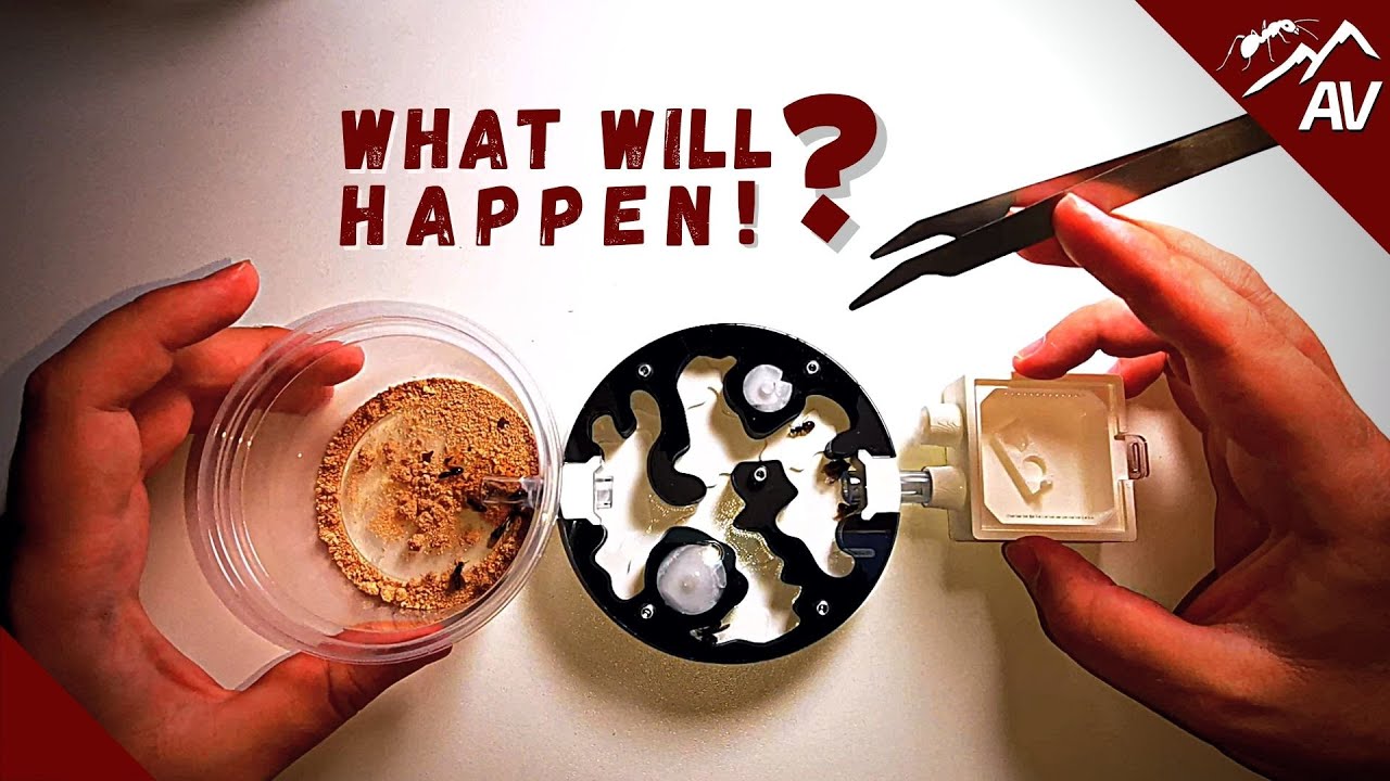 13 Queen Ant Experiment | What will happen?