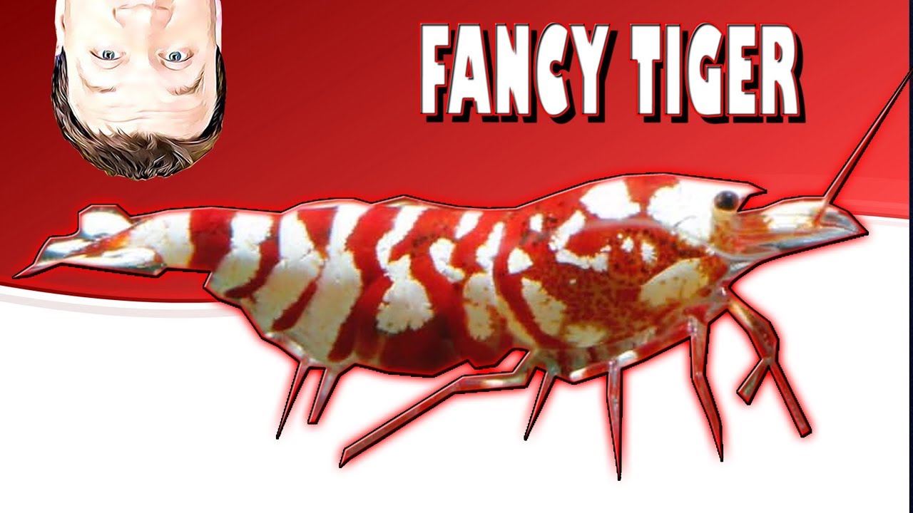 Caridina Shrimp - Fancy Red Tiger - Freshwater Shrimp