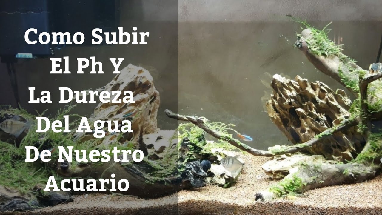 🔵 Como Subir El Ph Y La Dureza Del Agua De Nuestro Acuario (Acuarios MB)