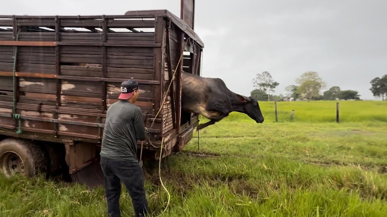CAMINHÃO ATOLOU FEIO TIVEMOS QUE DESEMBARCAR AS NOVAS VACAS AQUI MESMO 