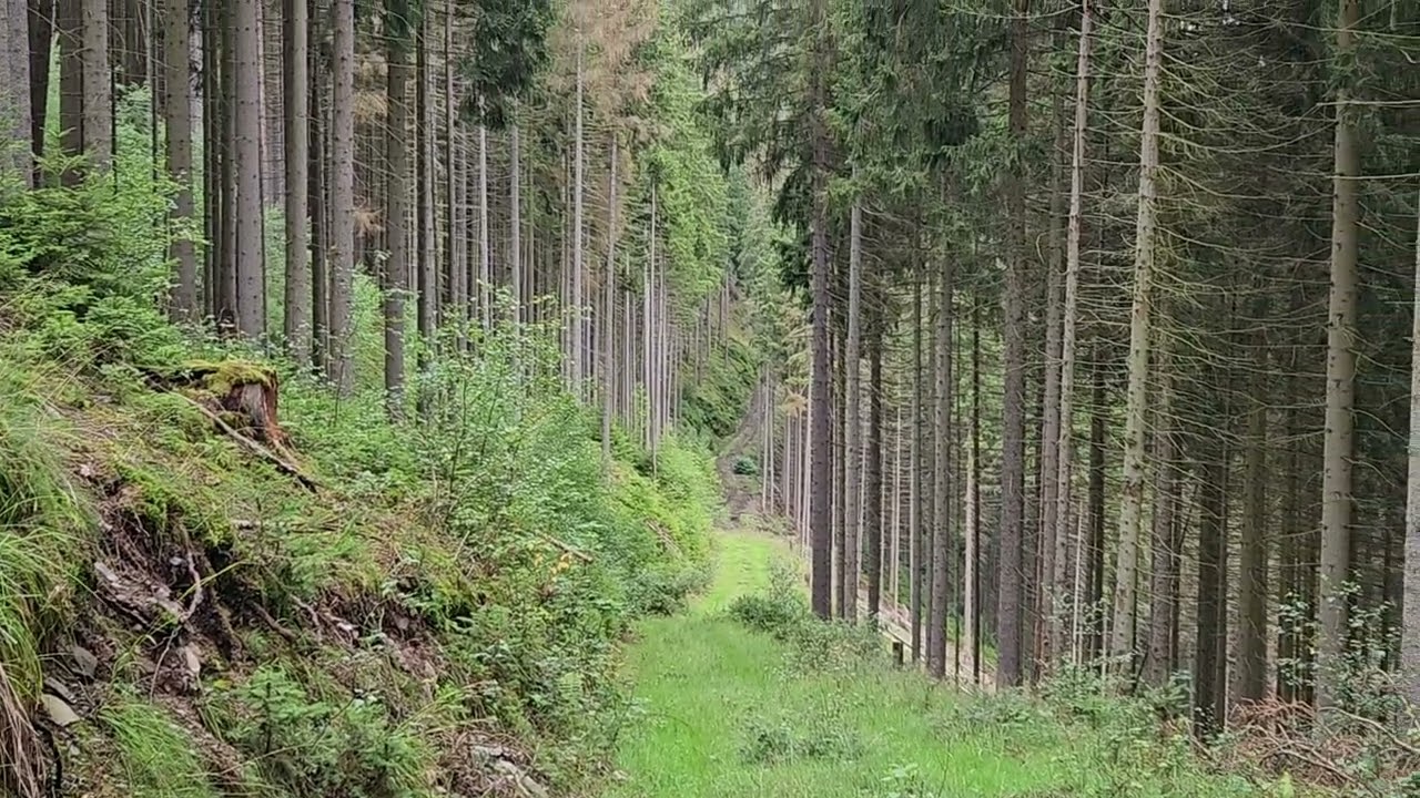 wandern in Thüringen, Teil60,von Mellenbach zum Borkenhäuschen