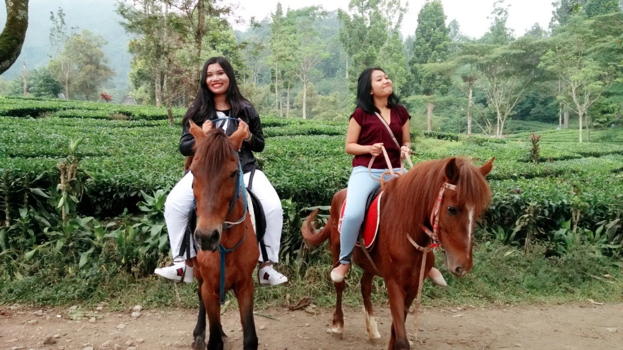 Berkuda keliling kebun teh Gunung Mas Puncak - Bogor #throwback2017
