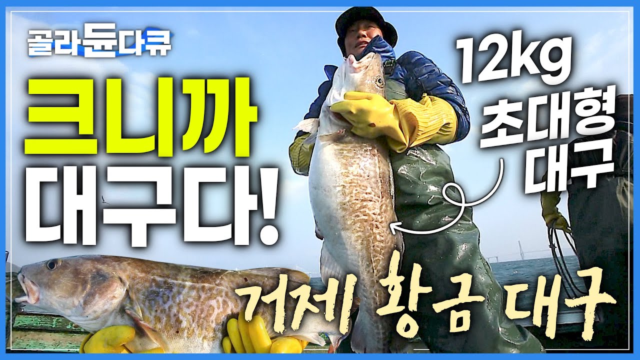 약으로 먹는 생선, 약대구를 아시나요?│겨울이면 어김없이 돌아오는 거제 앞바다 '대구의 추억'│크니까 대구다! 거제 황금 대구│한국기행│#골라듄다큐