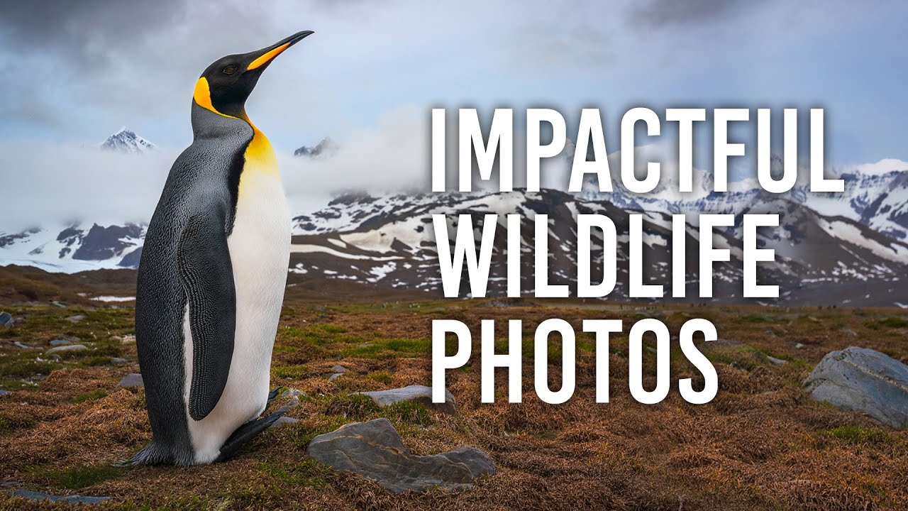 Take Impactful Wildlife Photos: 5 Tips with David Swindler