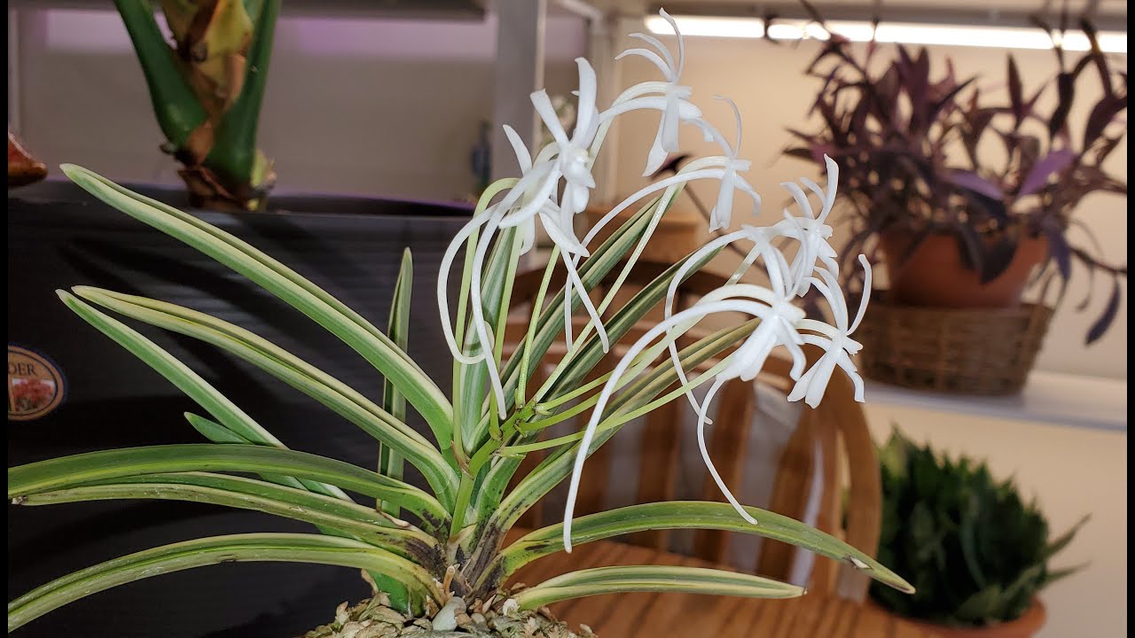 Ванда фольката Vanda falcata Neofinetia