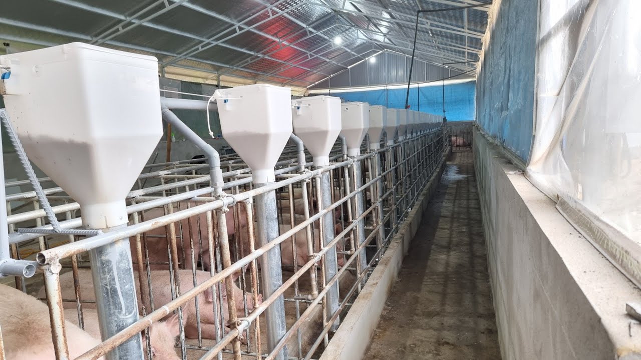 Hệ thống cho ăn bán tự động dành cho heo nái
