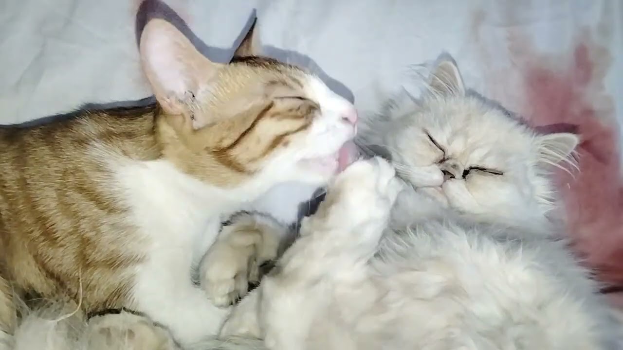 Вот так вот от милой кошечки Джинджер Кэт!