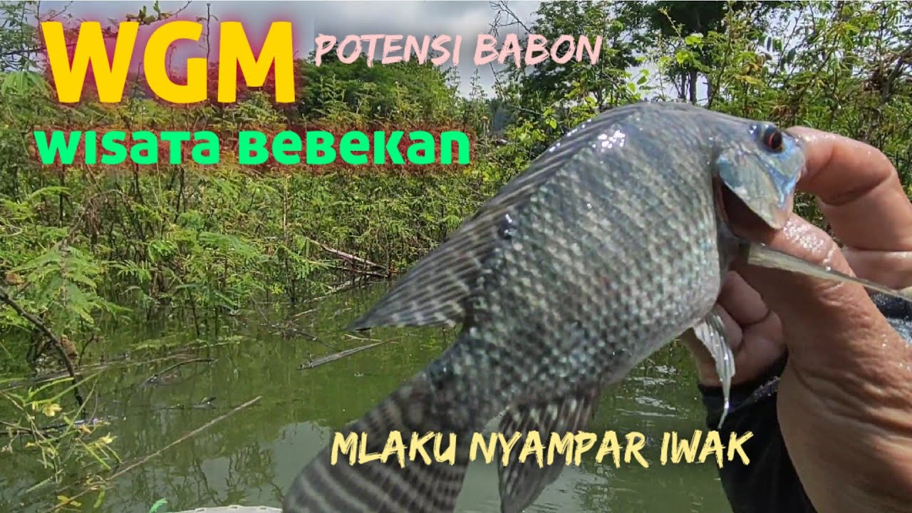 WGM SPOT WISATA BEBEKAN‼️MLAKU NYAMPAR IWAK PLUNG NYUT #mancing #fishing #fish