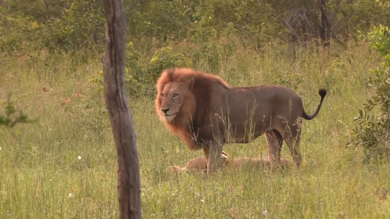 Oldest Kambula male K1 mating with lioness at KNP | Rose Douglas, January 2025