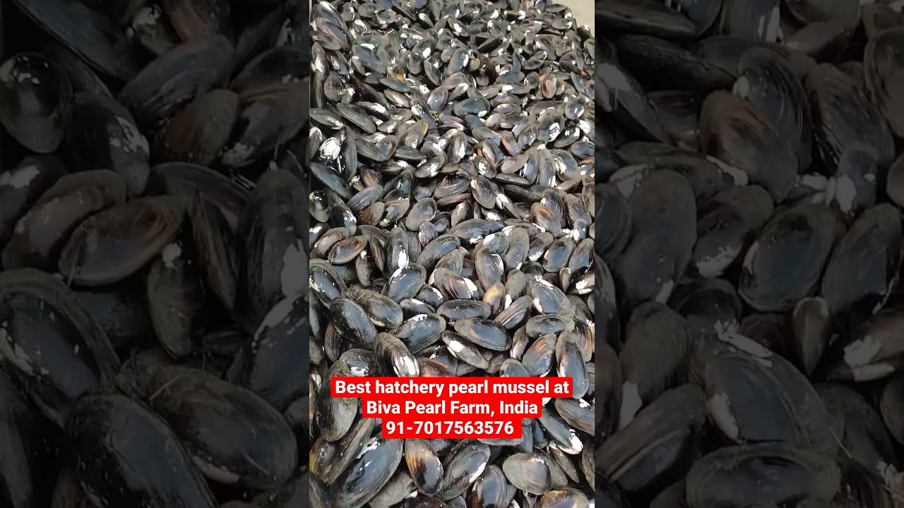 Best hatchery pearl seeps for pearl farming at Biva Pearl Farm India 