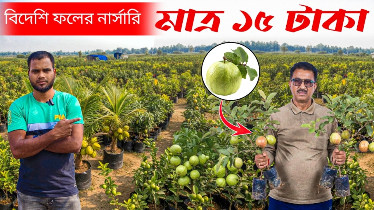 সবচেয়ে সস্তায় বিদেশি ফলের নার্সারি পশ্চিমবঙ্গে! মাত্র ১৫ টাকায় পেয়ারা চারা! 🌳