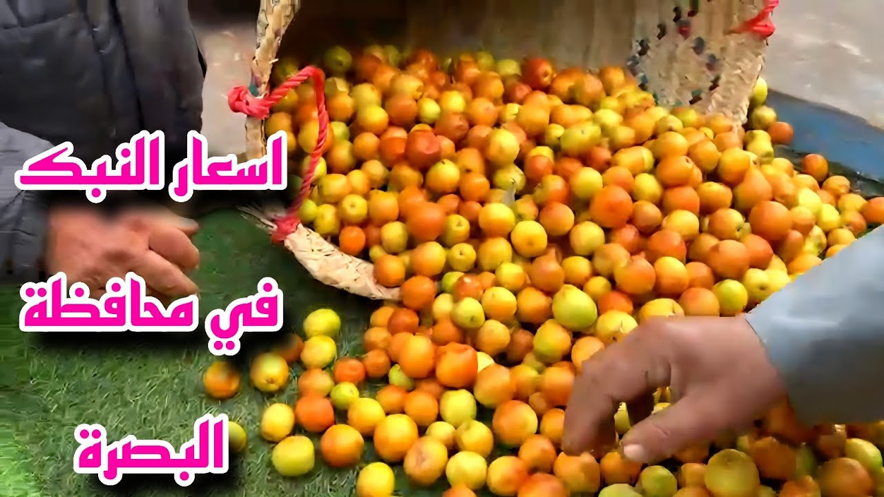 سعر النبك في سوق البصرة القديمة و سوق العشار مع تحياتي لكم #أحمد_مهدي 