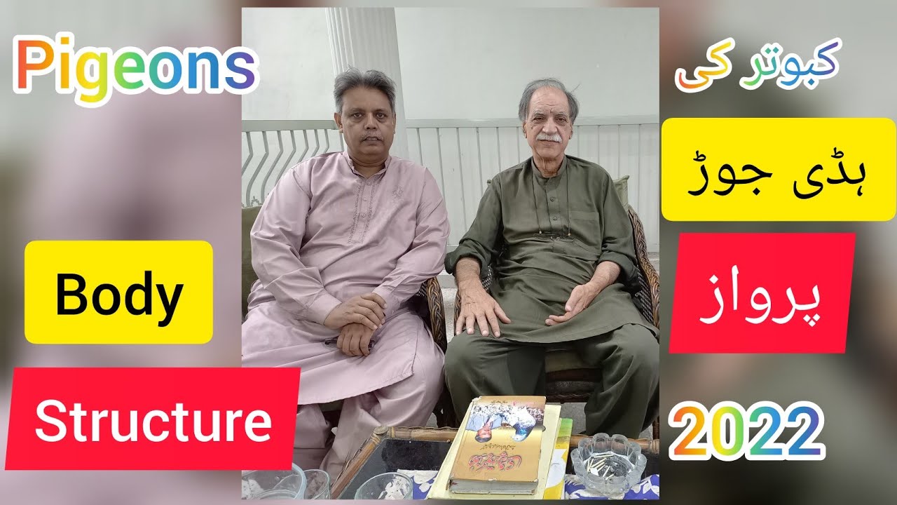 pigeons Body structure..info by ustad farooq but sb 4th August 2022