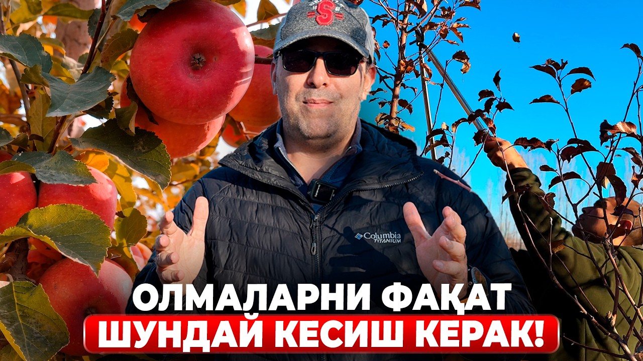 ШОГИРДИМ БИЛАН ОЛМА КЕСДИК: БАҲО БЕРИНГ! | ШУҲРАТ АБРОРОВ #shuhratabrorov #kesish #olma