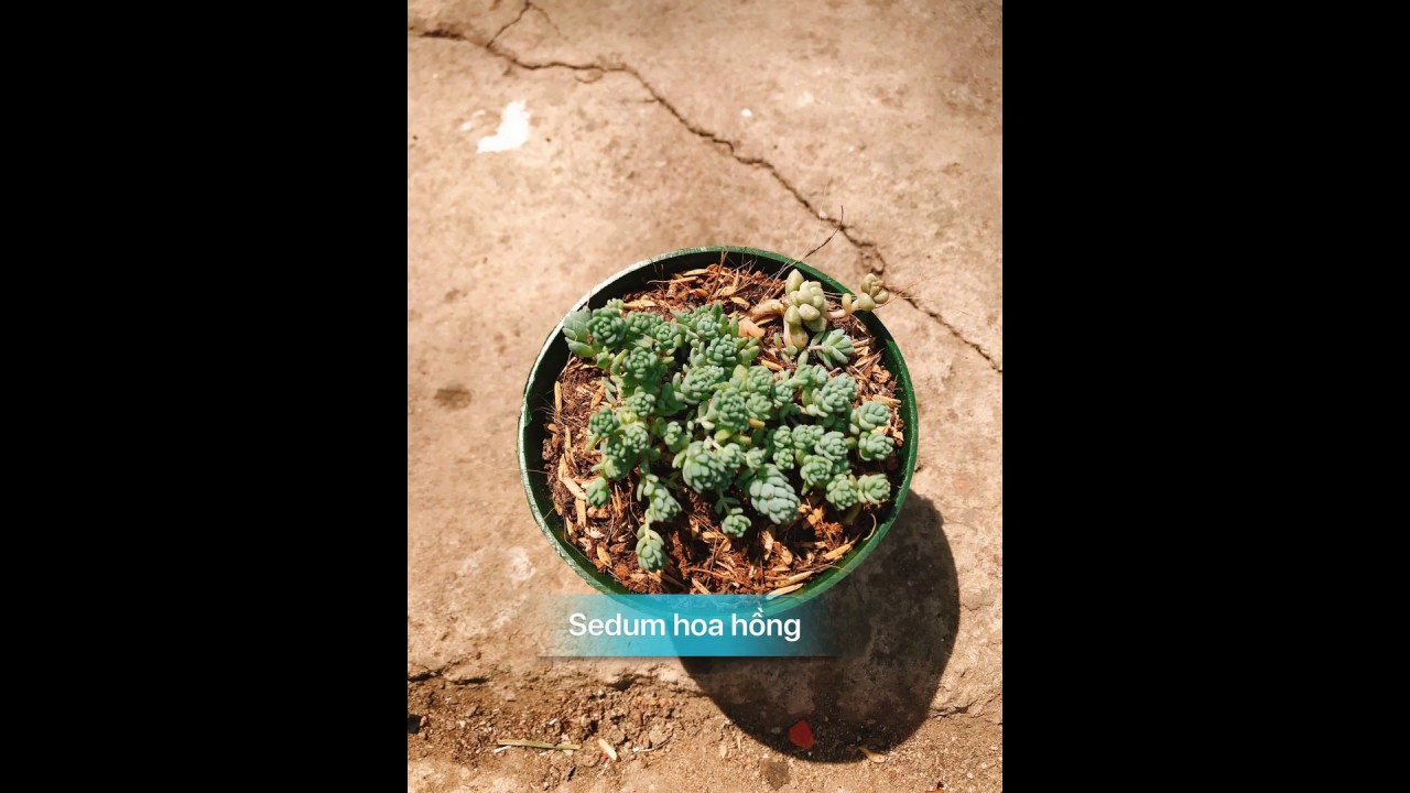 Qu&yacute; danh sen đ&aacute; QT-Bonsai - Succulent name