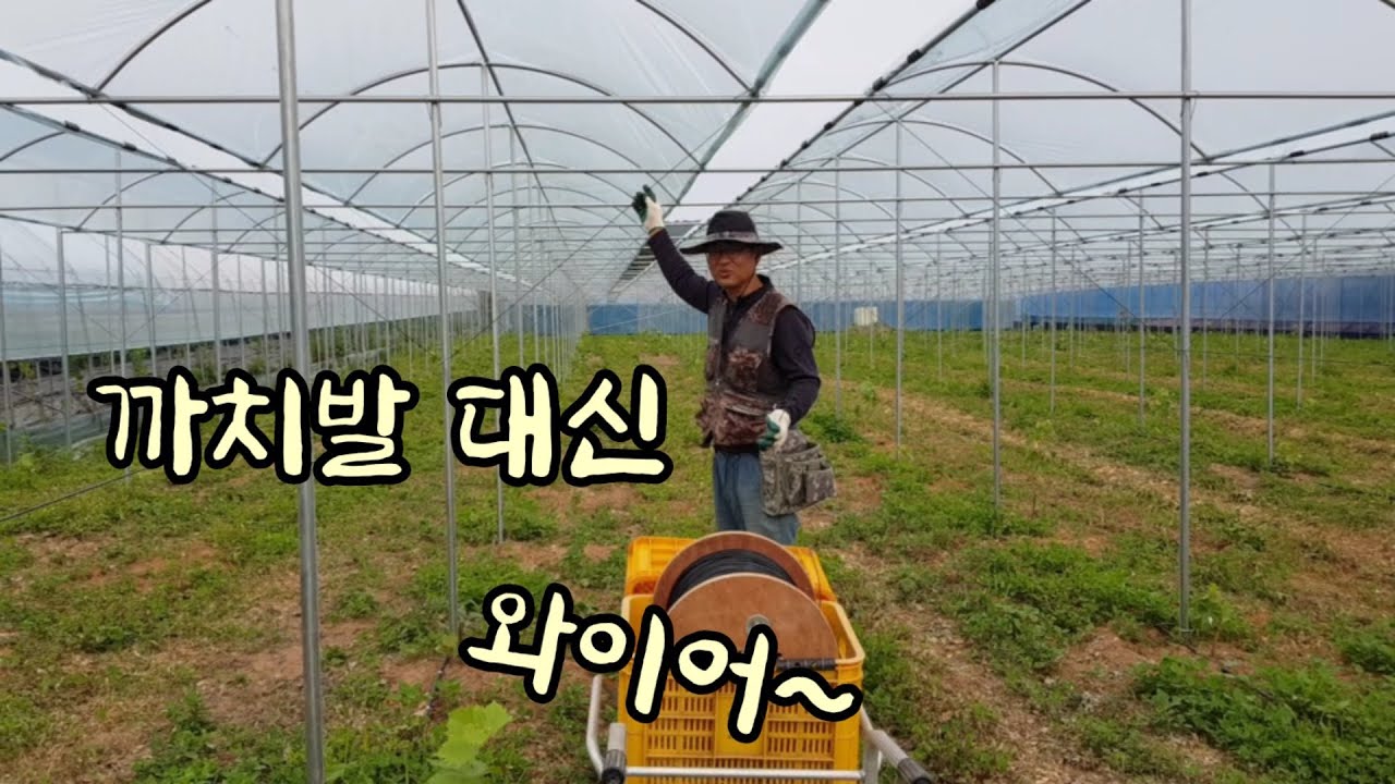샤인머스켓 포도밭 만들기 22 /까치발(중방대) 대신 와이어로