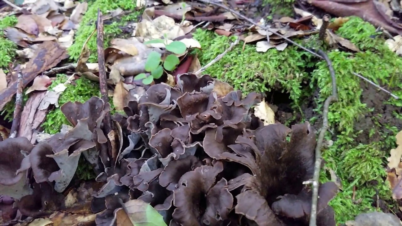 Black Trumpet Mushrooms - Craterellus Cornucopioides