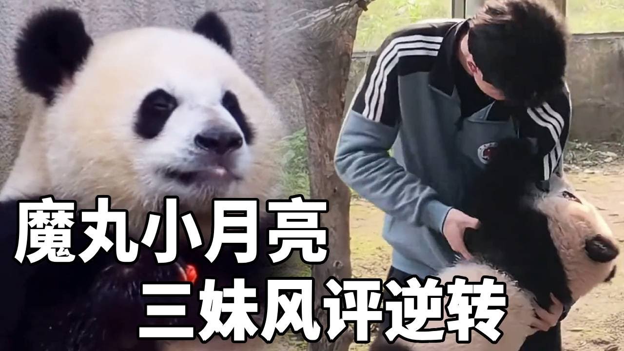小月亮展出后三妹的风评逆转，贪吃的良月生下魔丸小月亮，园区收猫最费钱的一次【你好大熊猫】