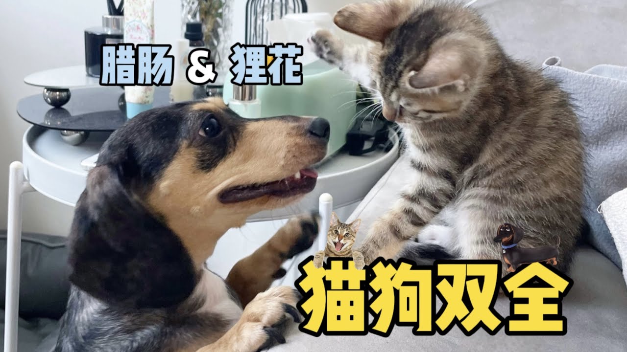 猫狗双全：腊肠犬和狸花猫 #腊肠犬 #狸花猫 #猫狗双全 #猫狗同养  #小奶猫