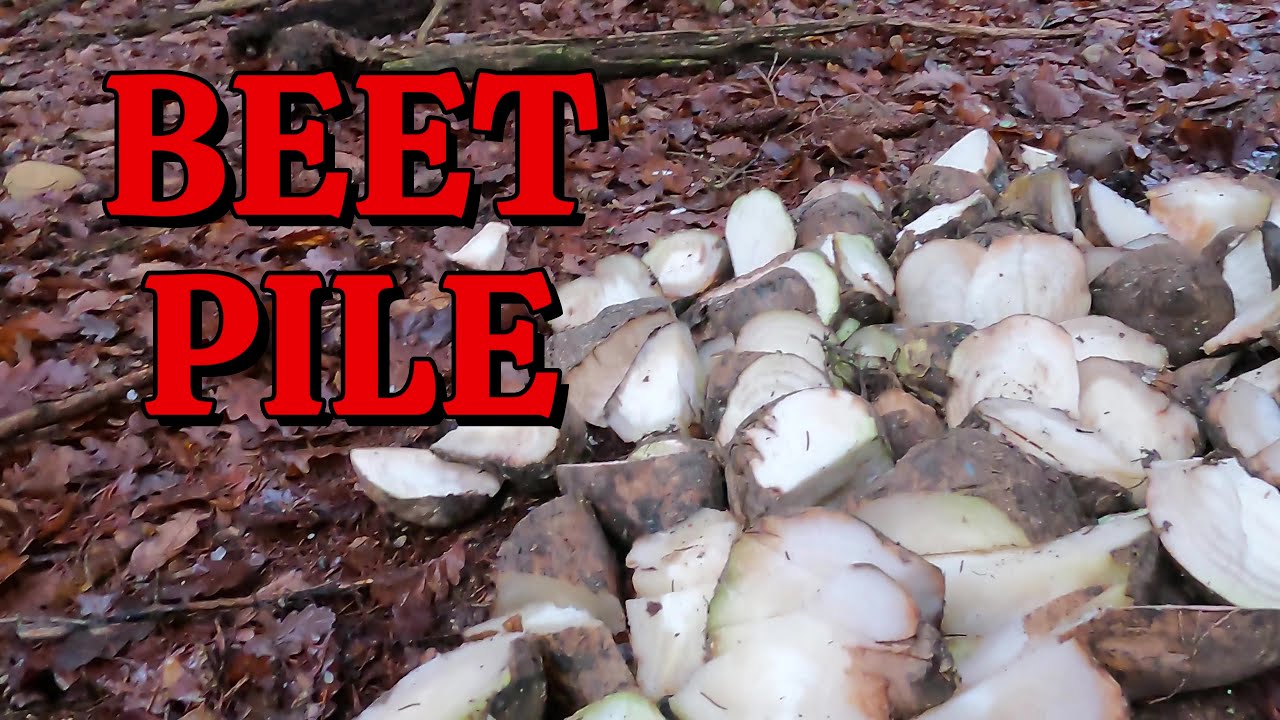 I Left Huge Pile of BEET in Woods. Trail Camera Caught This