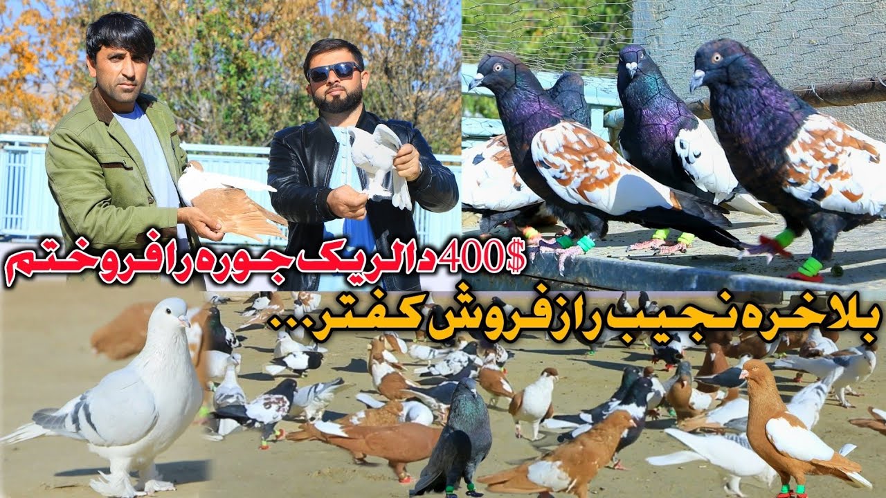 بلاخره- یک جوره کفتر زورخانه را ۴۰۰ دالر فروختم | کسی که کفتر نمی شناسد کفتر نخرد | راز چوچه زرد گل