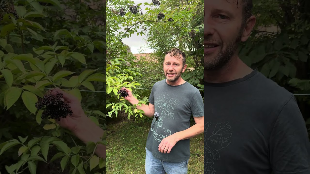 Toxic Berries, Elderberries. #foraging #wildfooduk #wildfood  #foragingcourses