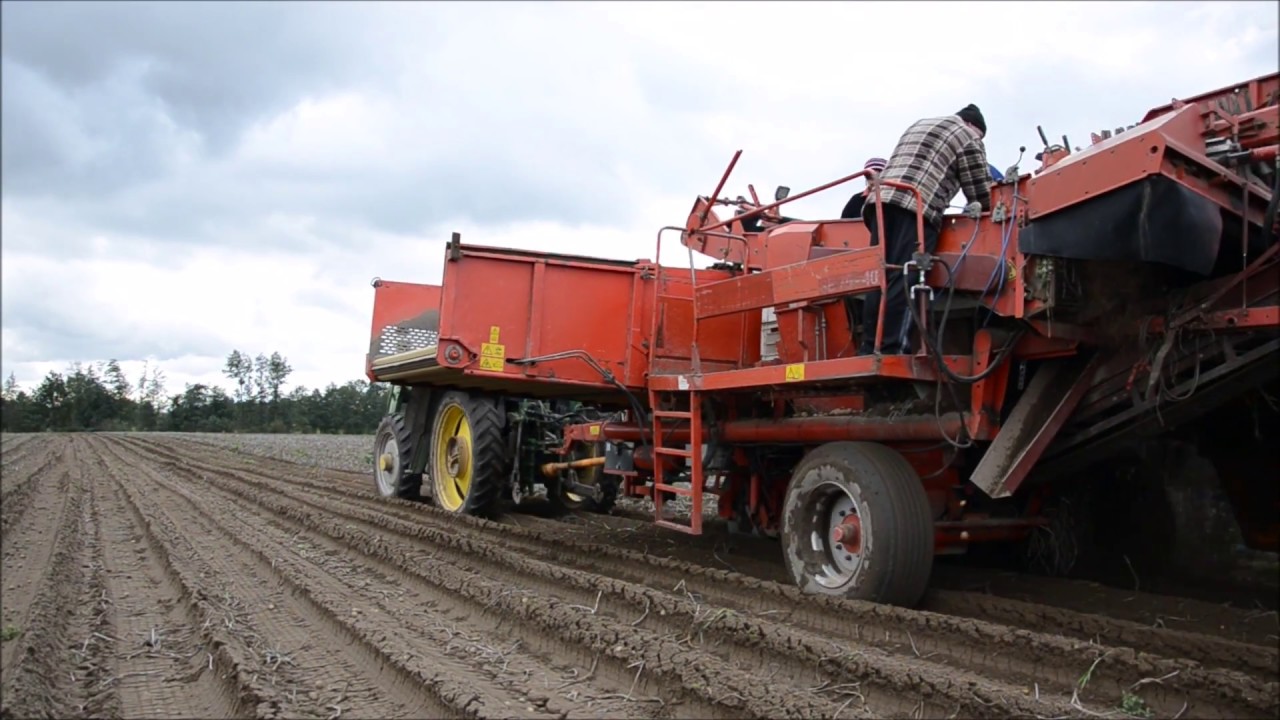 ☆Kopanie ziemniaków 2017☆Byczyna Opolskie Grimme se 75-40 ☆John Deere 6400