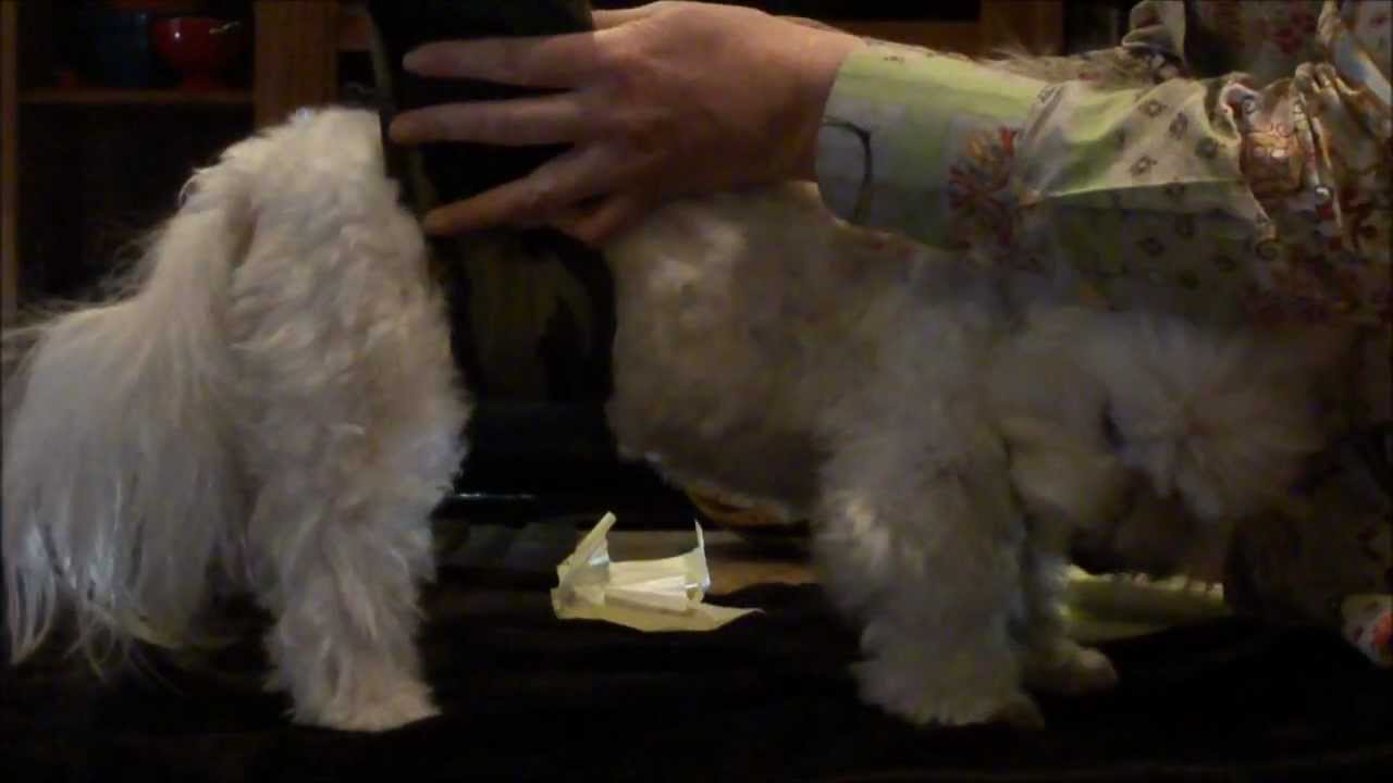 How to use a Bellyband.  By Bronwyne Mirkovich