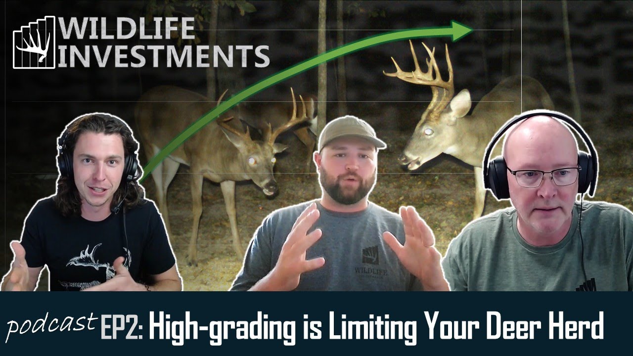 Your Buck Population Is High-graded - How To Address It