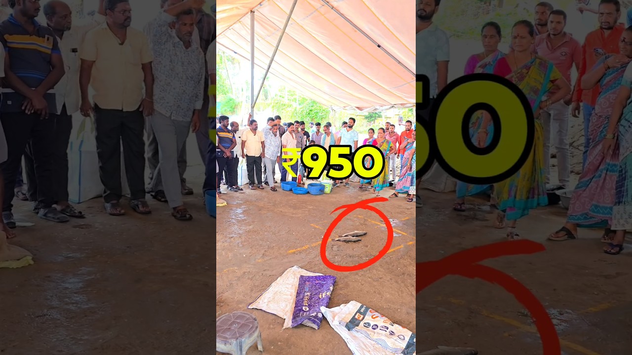 😱 Фестиваль Годавари с самым высоким рейтингом #видео #шорты #shortsfeed #yanam #рыба #youtubesho...