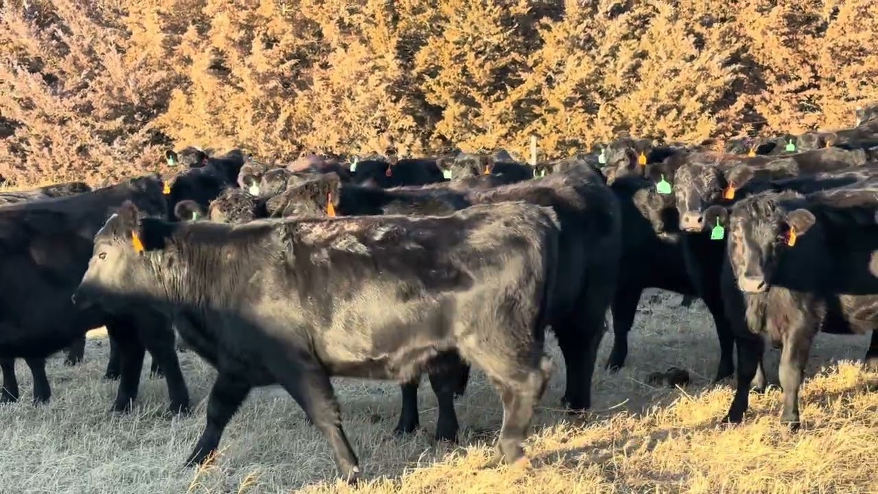 O’Hare Ranch