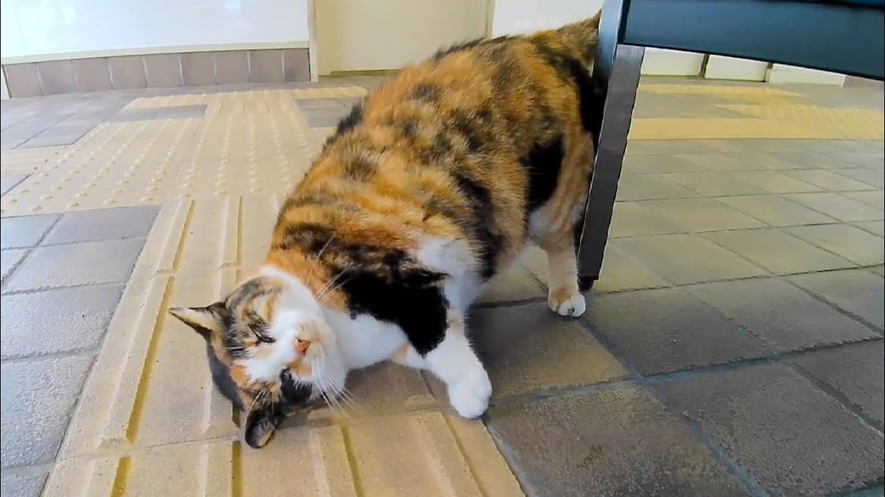 Это уже кошачье кафе, и коты спят в зале ожидания в непогоду.
